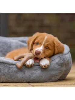 Jouet à Mâcher Wishbone Chiot Benebone -Nature Dog Promos Boutique jouet a macher wishbone chiot benebone jouet a mastiquer 3