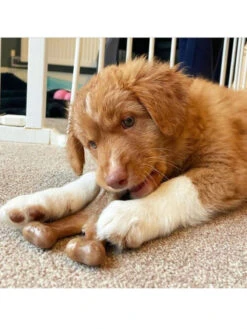 Jouet à Mâcher Wishbone Chiot Benebone -Nature Dog Promos Boutique jouet a macher wishbone chiot benebone jouet a mastiquer 4