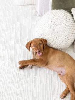 Jouet à Mâcher Wishbone Chiot Benebone -Nature Dog Promos Boutique jouet a macher wishbone chiot benebone jouet a mastiquer 5