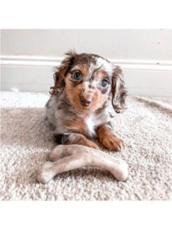 Jouet à Mâcher Wishbone Chiot Benebone -Nature Dog Promos Boutique jouet a macher wishbone chiot benebone jouet a mastiquer 6