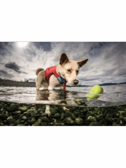 Kurgo Jouet Flottant - SKIPPING TONES Lot De 2 9 Kurgo Jouet Flottant - SKIPPING TONES Lot De 2 -Nature Dog Promos Boutique jouet flottant skipping tones lot de 2 3