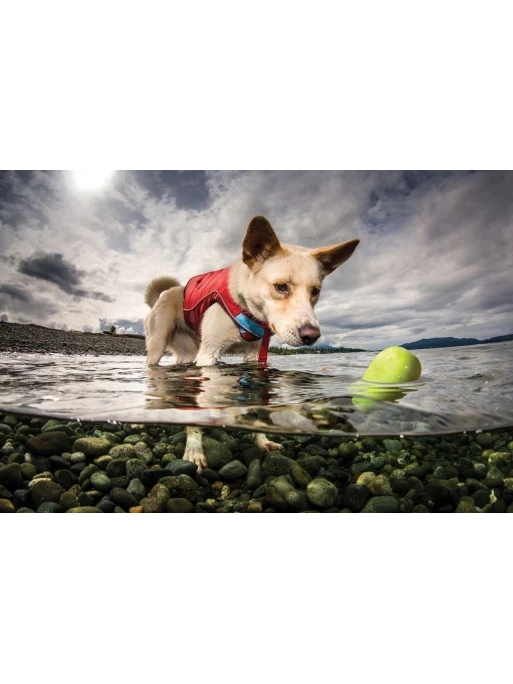 Kurgo Jouet Flottant - SKIPPING TONES Lot De 2 4 Kurgo Jouet Flottant - SKIPPING TONES Lot De 2 – Image 4