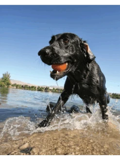 Kurgo Jouet Flottant - SKIPPING TONES Lot De 2 10 Kurgo Jouet Flottant - SKIPPING TONES Lot De 2 -Nature Dog Promos Boutique jouet flottant skipping tones lot de 2 4