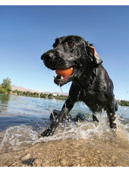 Kurgo Jouet Flottant - SKIPPING TONES Lot De 2 5 Kurgo Jouet Flottant - SKIPPING TONES Lot De 2 – Image 5