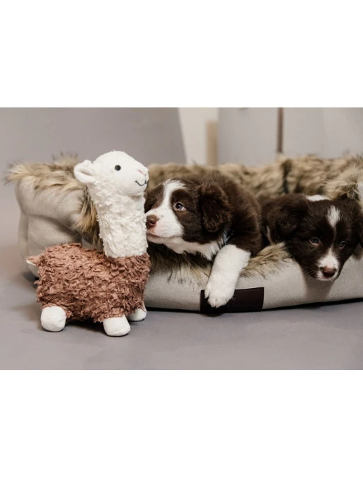 Jouet Pour Chien Alpaga Alfredo Kentucky 3 Jouet Pour Chien Alpaga Alfredo Kentucky – Image 3