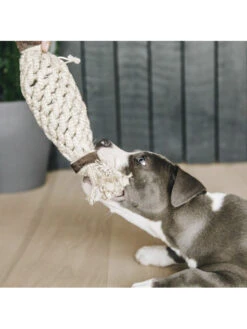 Jouet Pour Chien Cotton Rope Pineapple Kentucky 5 Jouet Pour Chien Cotton Rope Pineapple Kentucky -Nature Dog Promos Boutique jouet pour chien cotton rope pineapple kentucky 2
