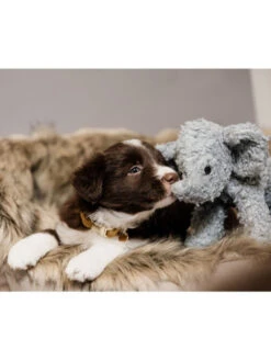 Jouet Pour Chien Elephant Elsa Kentucky 6 Jouet Pour Chien Elephant Elsa Kentucky -Nature Dog Promos Boutique jouet pour chien elephant elsa kentucky 2