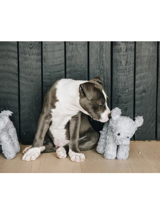 Jouet Pour Chien Elephant Elsa Kentucky 1 Jouet Pour Chien Elephant Elsa Kentucky