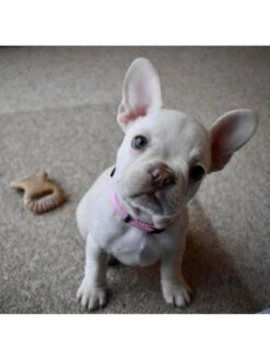 Jouets à Mâcher X2 Dental Chew Et Wishbone Chiot Benebone -Nature Dog Promos Boutique jouets a macher x2 dental chew et wishbone chiot benebone 2