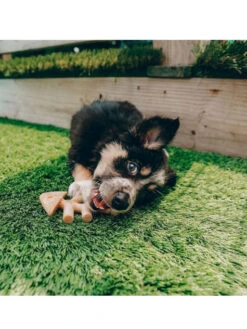 Jouets à Mâcher X2 Fishbone Petits Chiens Benebone -Nature Dog Promos Boutique jouets a macher x2 fishbone petits chiens benebone chien 2