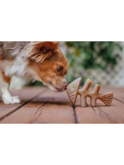 Jouets à Mâcher X2 Fishbone Petits Chiens Benebone -Nature Dog Promos Boutique jouets a macher x2 fishbone petits chiens benebone chien 4