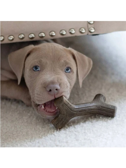 Jouets à Mâcher X2 Maplestick Et Zaggler Chiot Benebone 1 Jouets à Mâcher X2 Maplestick Et Zaggler Chiot Benebone