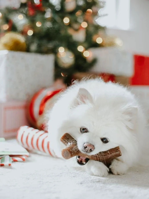 Jouets à Mâcher X2 Maplestick Et Zaggler Petit Chien Benebone 2 Jouets à Mâcher X2 Maplestick Et Zaggler Petit Chien Benebone – Image 2