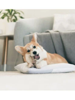 Jouets à Mâcher X2 Maplestick Et Zaggler Petit Chien Benebone