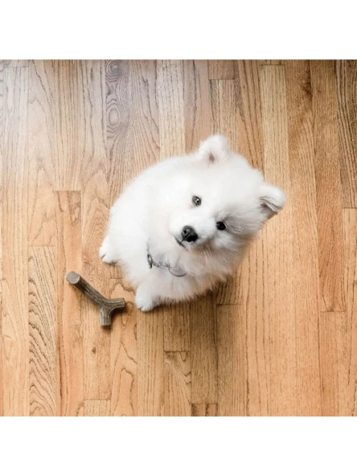 Jouets à Mâcher X2 Maplestick Et Zaggler Petit Chien Benebone 4 Jouets à Mâcher X2 Maplestick Et Zaggler Petit Chien Benebone – Image 4