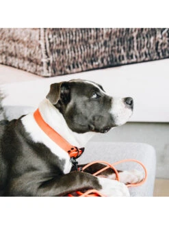 Laisse D’entraînement Pour Chien En Caoutchouc Souple Kentucky 9 Laisse D’entraînement Pour Chien En Caoutchouc Souple Kentucky -Nature Dog Promos Boutique laisse dentrainement pour chien en caoutchouc souple kentucky 4