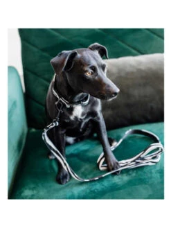 Laisse Zebra Kentucky -Nature Dog Promos Boutique laisse zebra kentucky 2