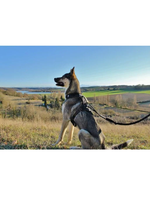 Longe De Traction Raidlight I-Dog 4 Longe De Traction Raidlight I-Dog – Image 4