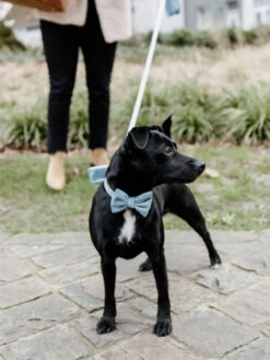 Noeud Papillon Velvet Kentucky -Nature Dog Promos Boutique noeud papillon velvet kentucky accessoire chien 3