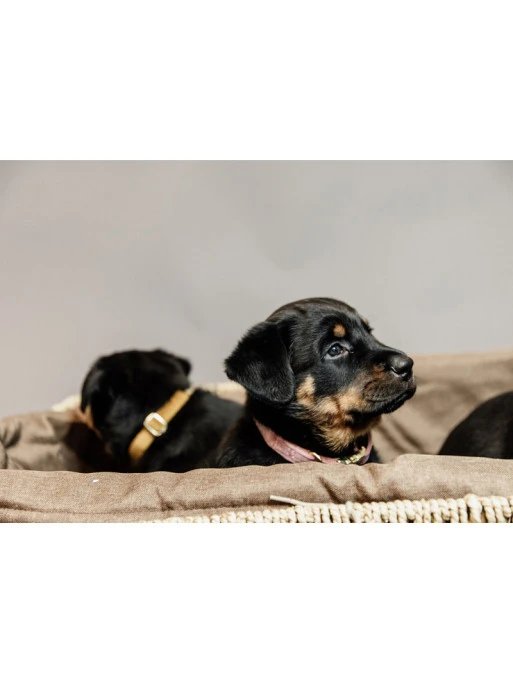 Panier Pour Chien Basket Kentucky 2 Panier Pour Chien Basket Kentucky – Image 2