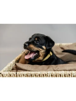 Panier Pour Chien Basket Kentucky 9 Panier Pour Chien Basket Kentucky -Nature Dog Promos Boutique panier pour chien basket kentucky 4