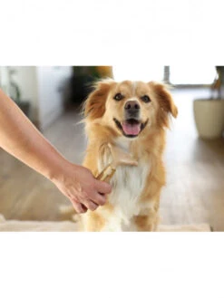 Peigne Pour Sous-poils Chien MagicBrush